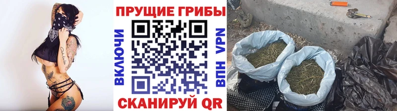 OMG вход  Кодинск  Псилоцибиновые грибы Cubensis 